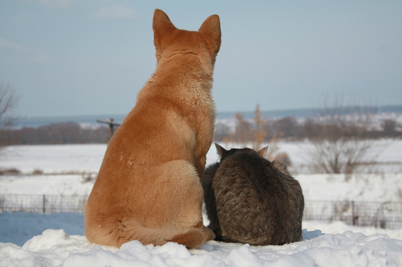 Платон и Булька Дружба кота и собаки